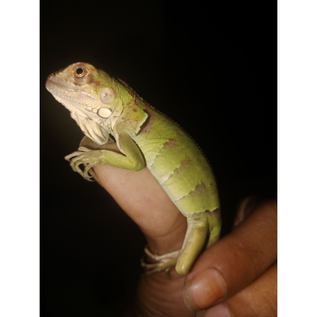 baby red iguana Sortiran 25-30Cm