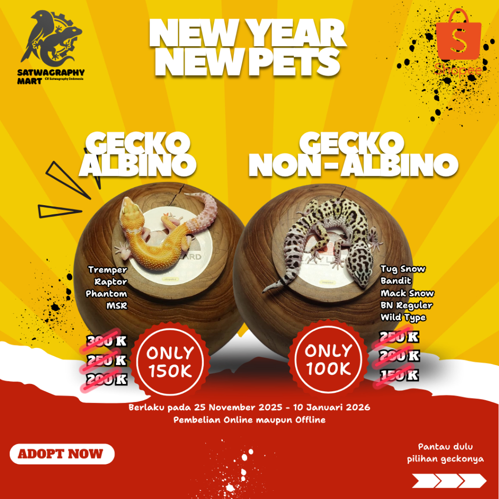 Mainan Anak Leopard Gecko Premium Murah Berbagai Warna dan Morph