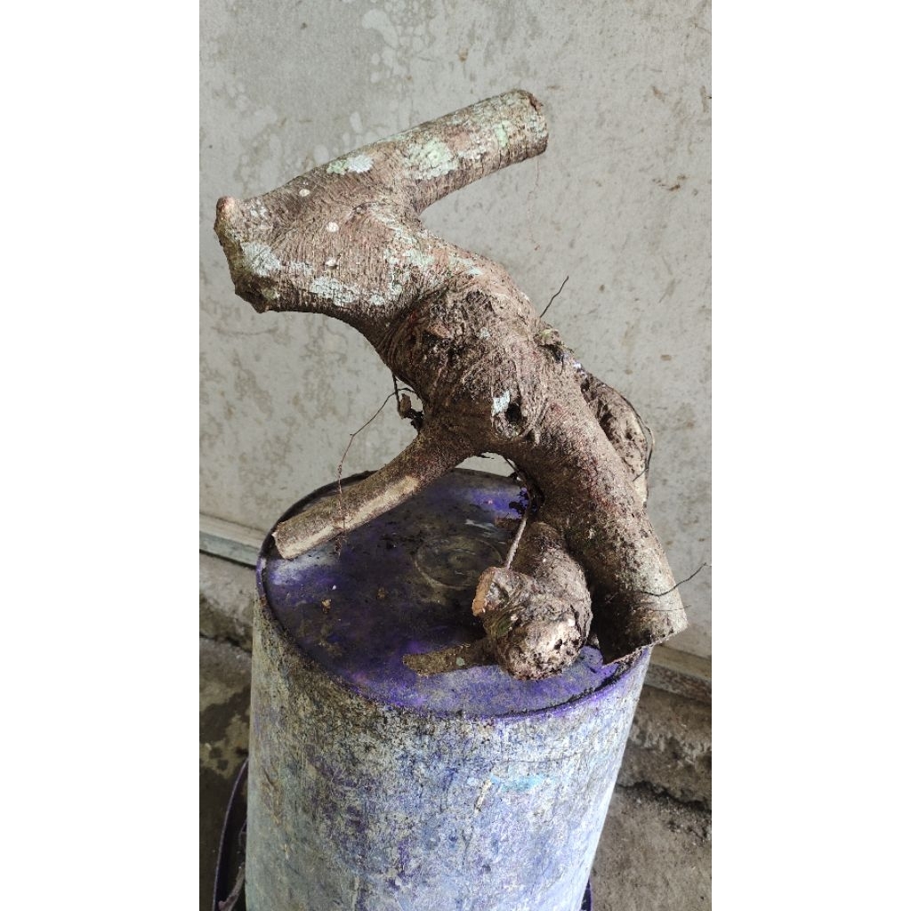 bahan bonsai ficus beringin Bunut pucuk merah realpic sesuai gambar