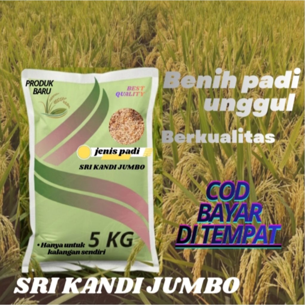 bibit/benih padi unggul berkualitas Sri Kandi jumbo kemasan 5 kg.