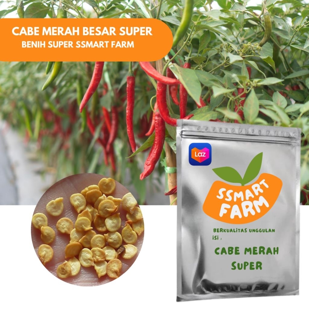 Benih Cabe Merah Besar Super Ssmart Farm | Bibit Cabai Jumbo Produktif dan Tahan Cuaca
