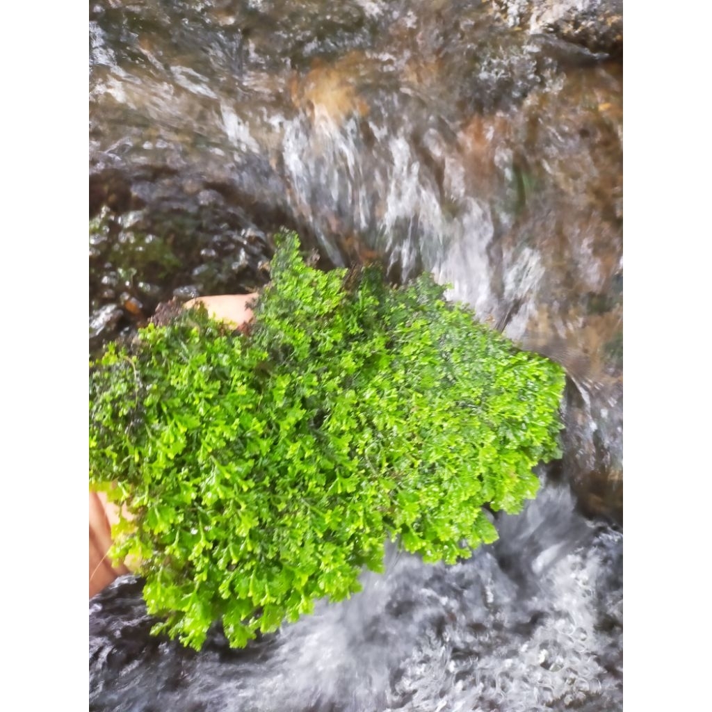 moss hutan super segar paludarium