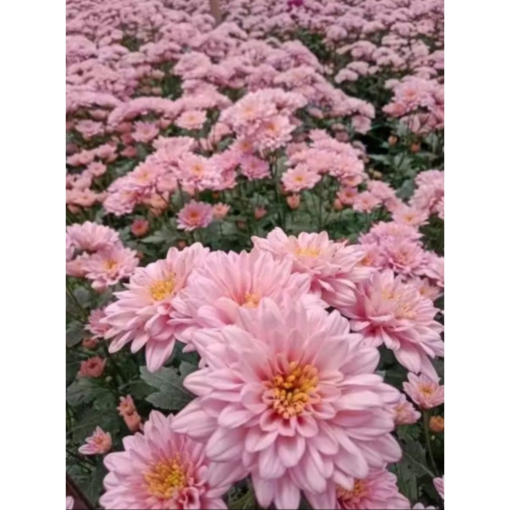 Tanaman hias krisan aster hidup dalam pot sudah berbunga warna pink || tanaman hias kualitas terbaik