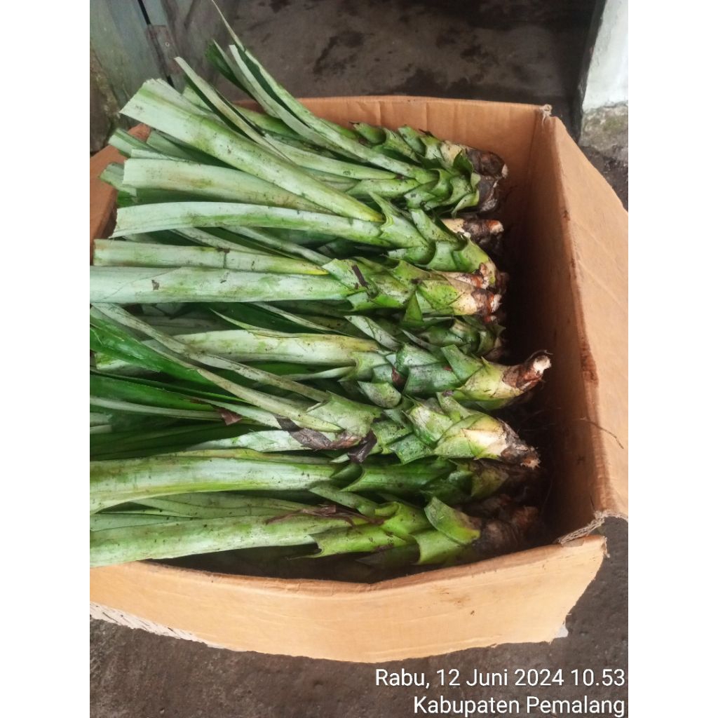 Bibit nanas madu tanpa duri 15 batang