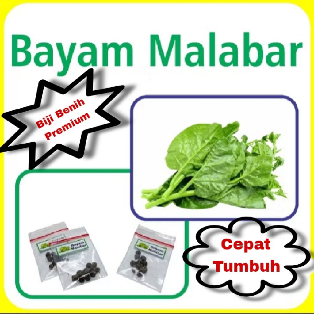 Bibit Benih Bayam Malabar Super cepat tumbuh