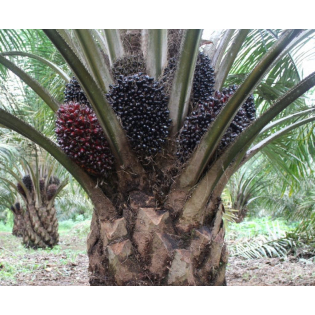 Benih Sawit Unggul DXP SRIWIJAYA SEMIKLON 5 sertifikat asli