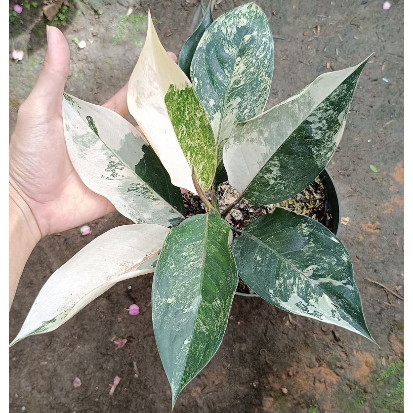 Tanaman hias aglonema siam jade varigata - aglaonema siam jade variegata - aglonema siamjade varigat