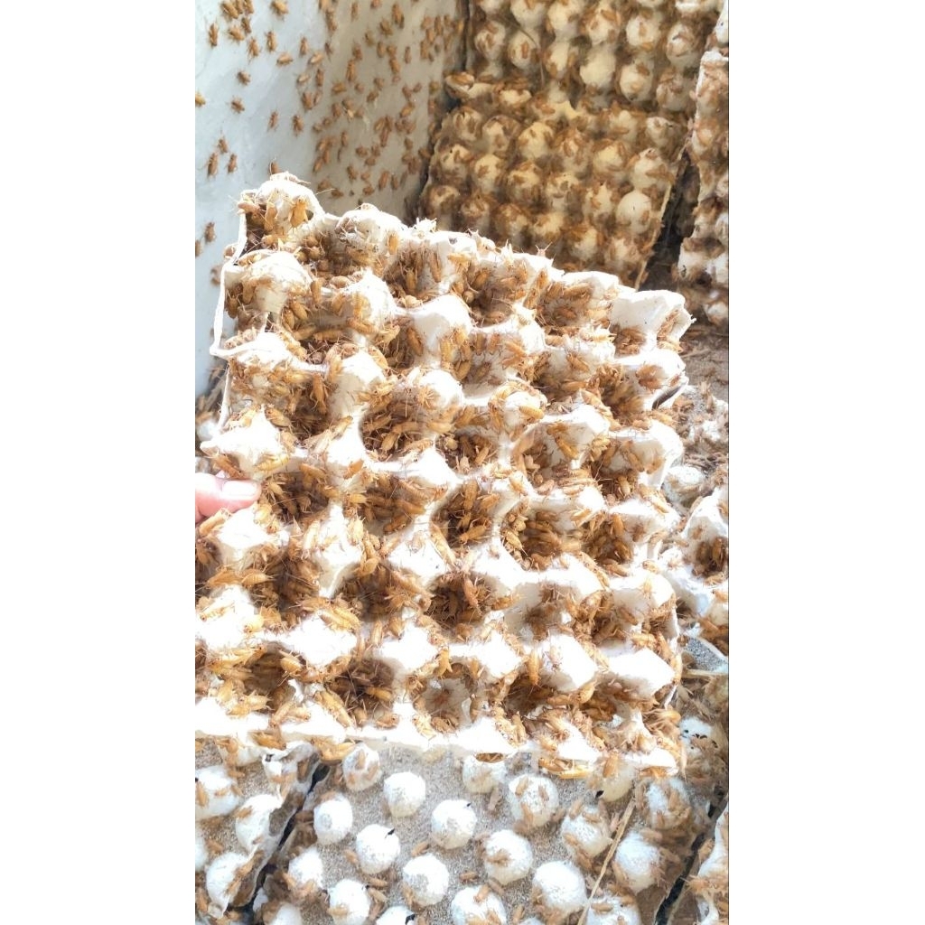 Telur jangkrik madu kunyit 600gram  - 900gram [ kwalitas super kuning ]