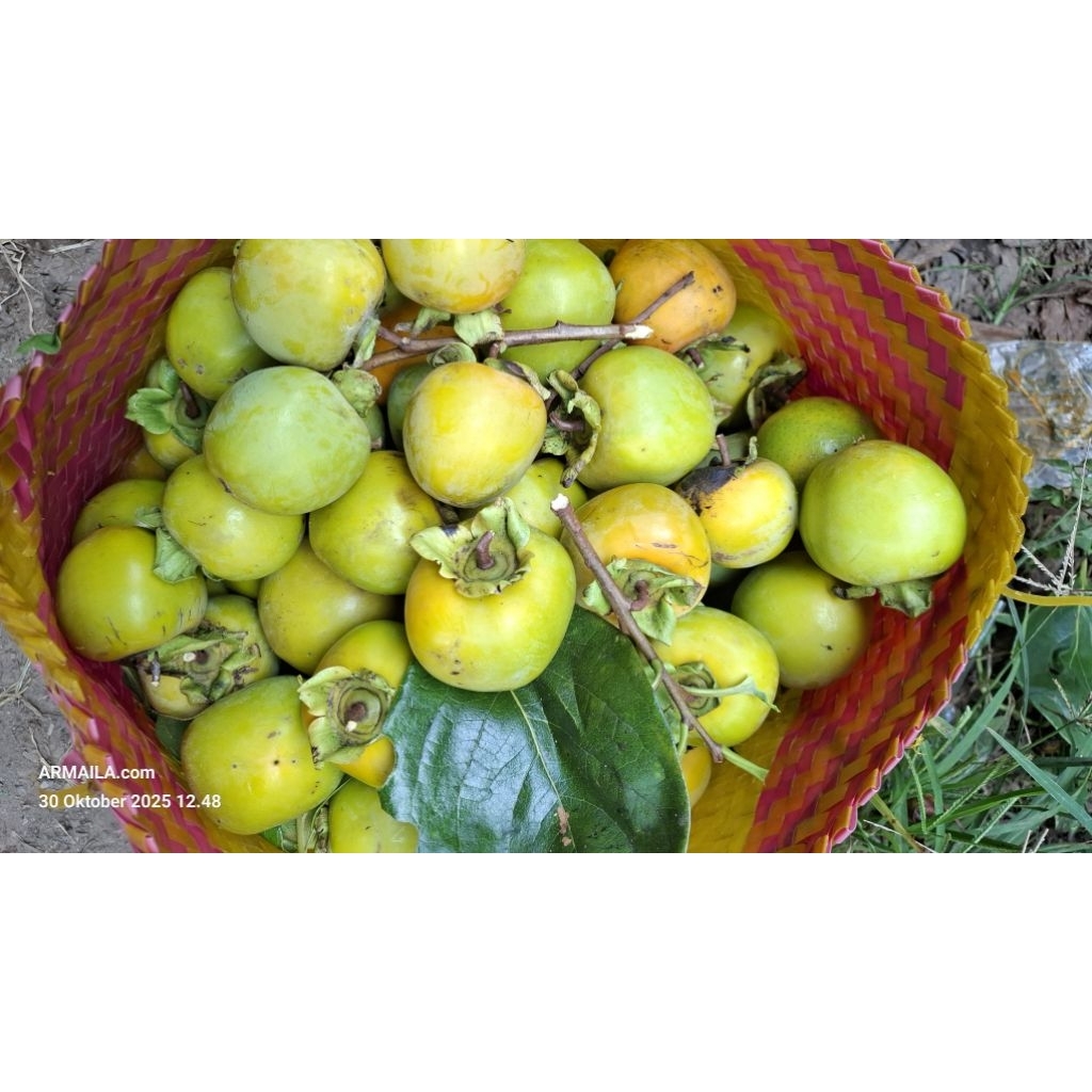 Buah Kesemek Segar Grosir 10kg Persimmon Fresh Antioksidan Buah Genit lokal
