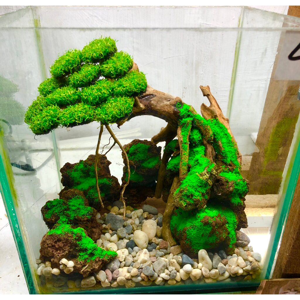 aquascape bonsai murah size 25x20x25 cm,fullset siap pandang tinggl isi air aja