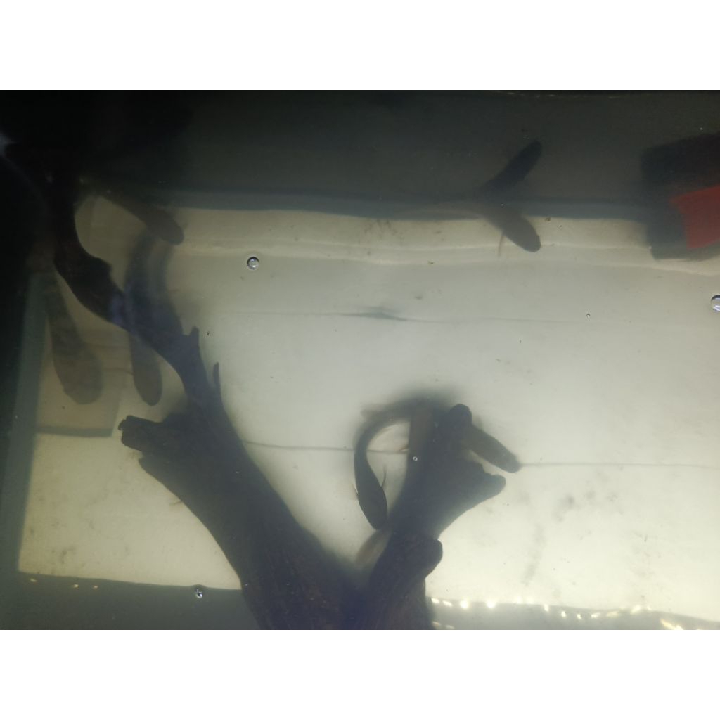 STIKER MARU YS 15CM OMBYOK