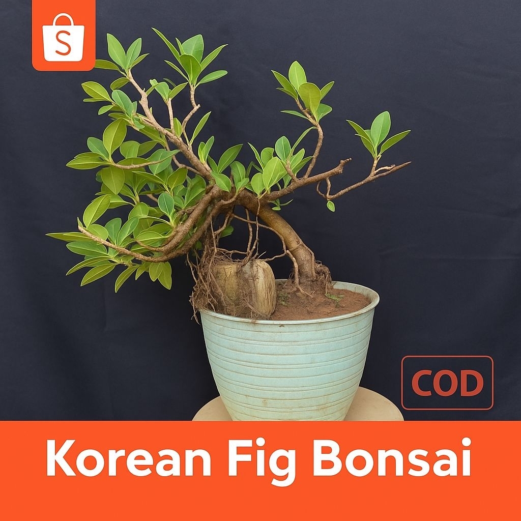 Bonsai Beringin Korea Batang Besar Siap Pajang Tanaman Hias Indoor Outdoor