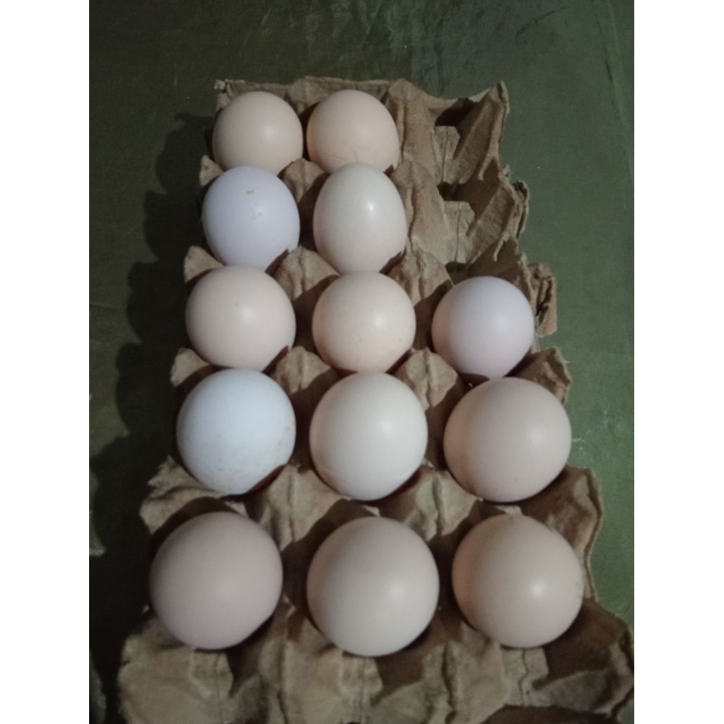 telur ayam bangkok fertil