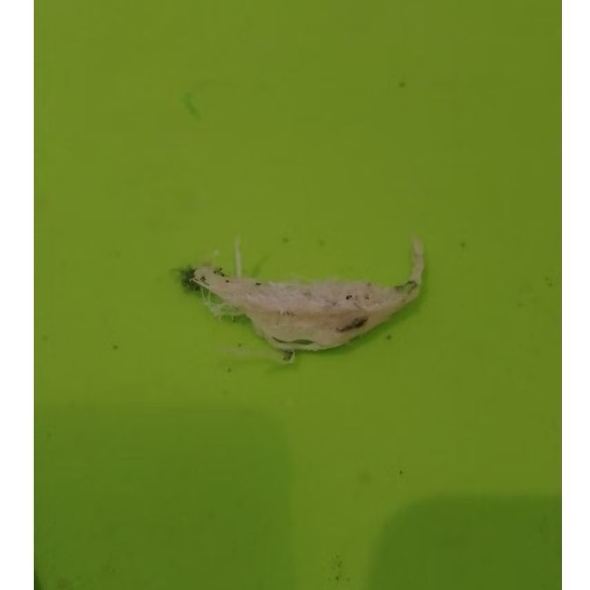 Patahan Sarang Burung Walet Asli ( belum dicuci )