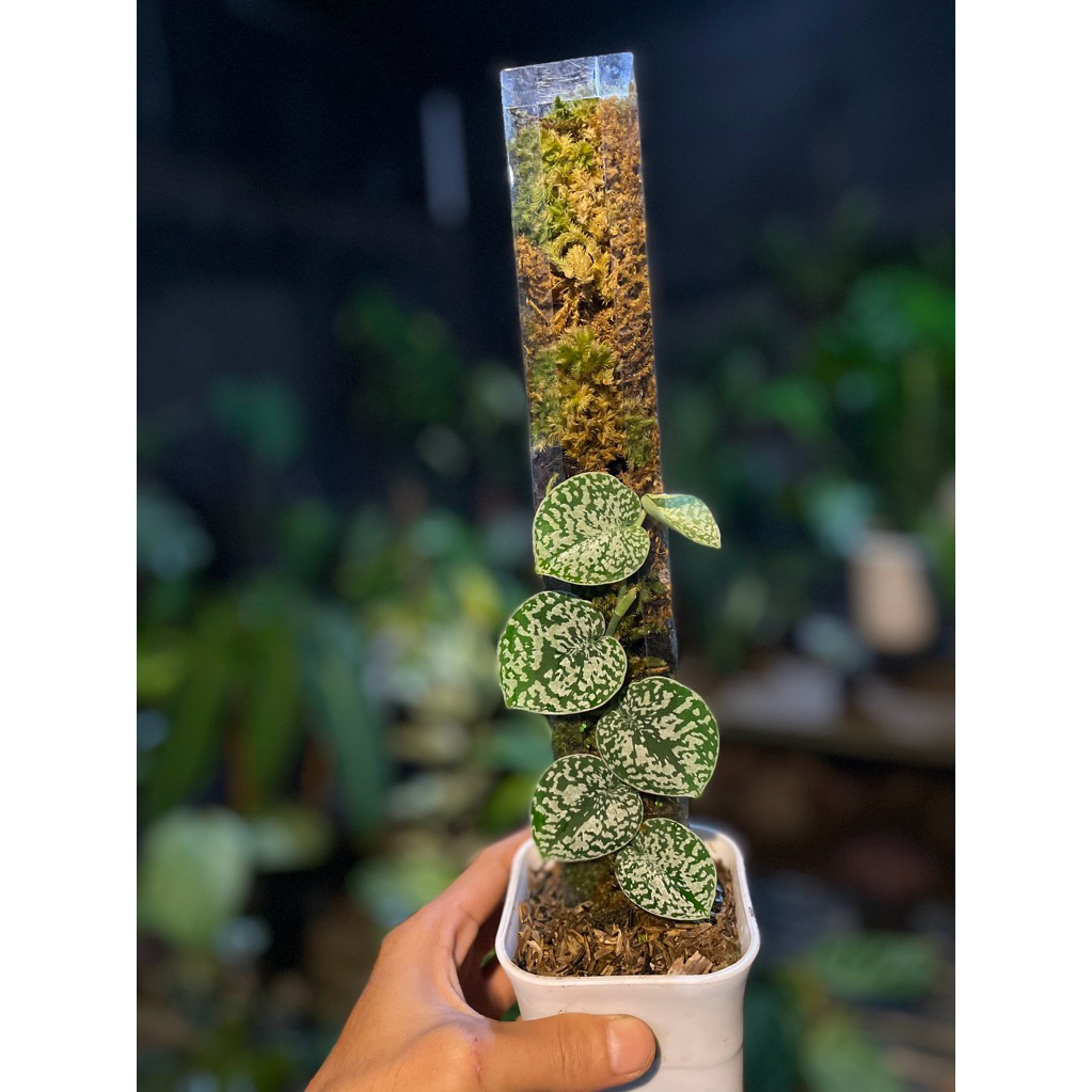 tanaman hias scindapsus silver platinum tricolor jungle plants