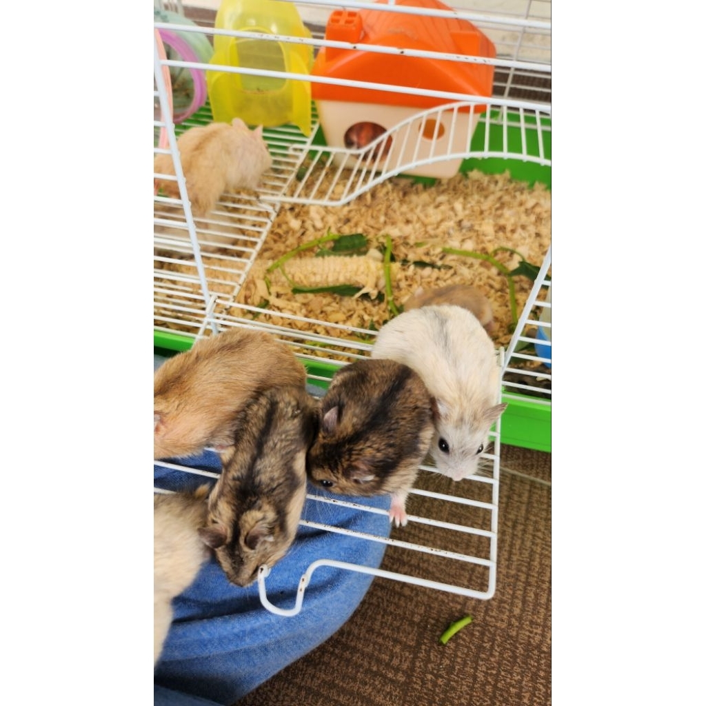 Hamster Winter White