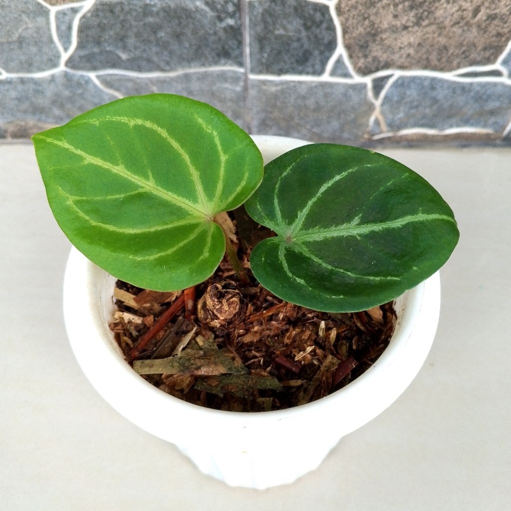 Anthurium Kuping Gajah HU King of Spades (KOS) Split Bonggol Tanaman Hias 100% Sesuai Foto Yang Dita