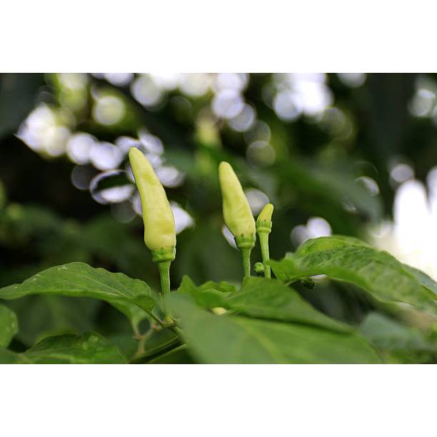 BIBIT CABAI RAWIT PUTIH PEDAS UNGGUL