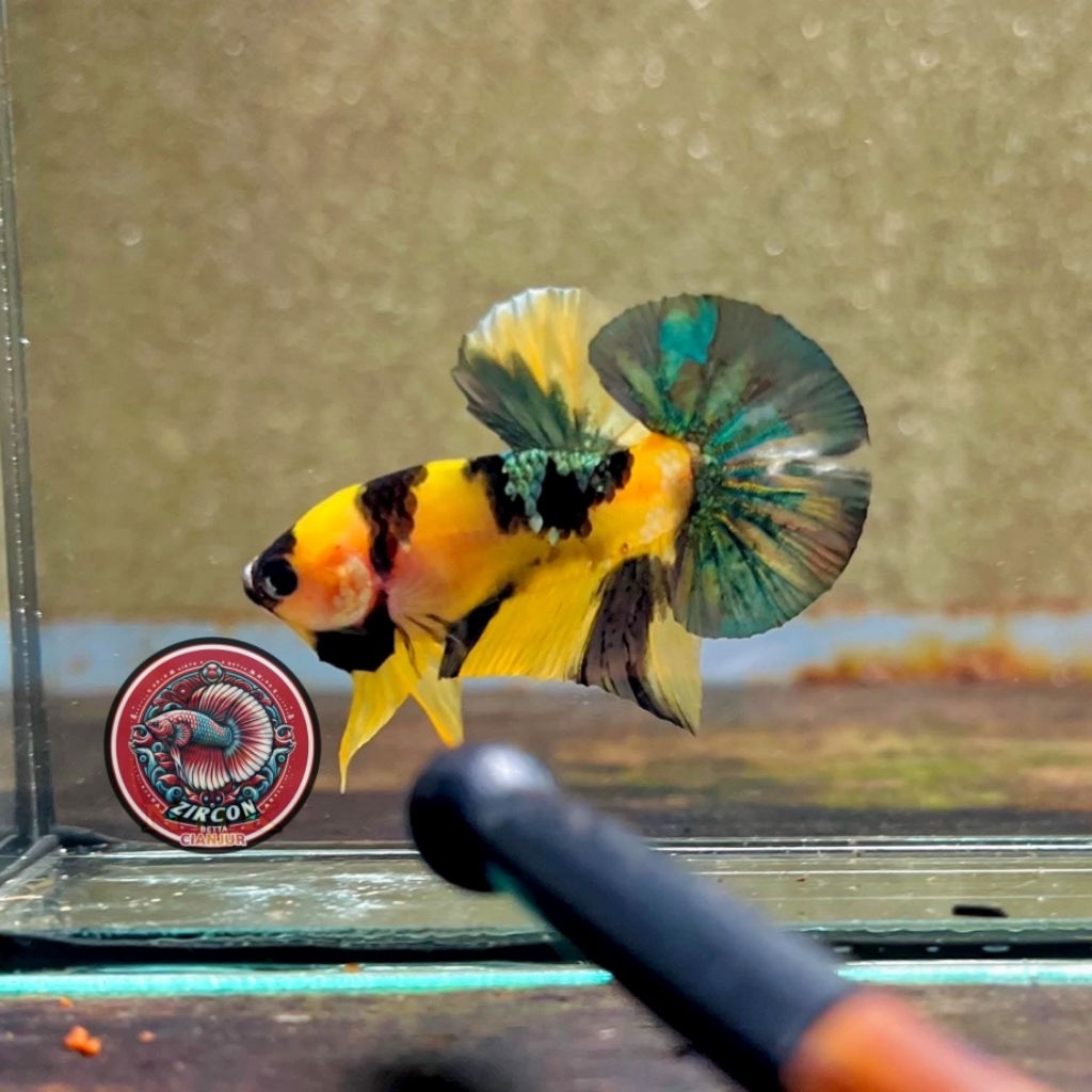 cupang yellow koi cooper ykc TOP GRADE cupang koi copper berkualitas