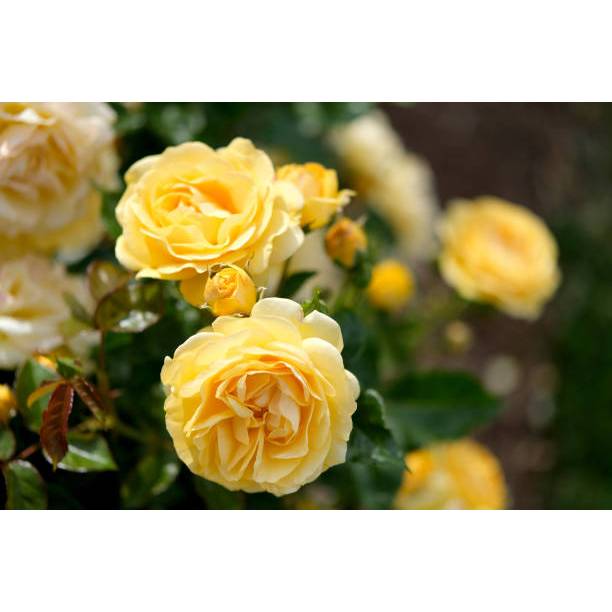 BIBIT BUNGA MAWAR KUNING TERBAIK COD