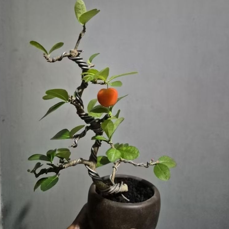 Bonsai Shito Sianci