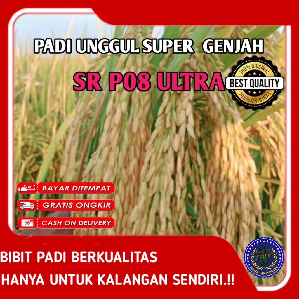 BENIH PADI BIBIT PADI UNGGUL SUPER GENJAH SR P08 ULTRA