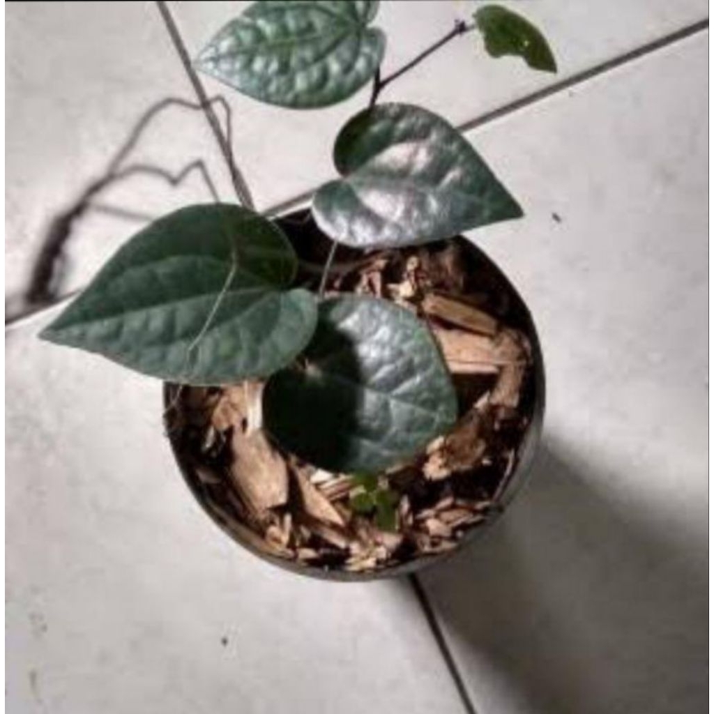 Bibit Sirih Wulung / Hitam