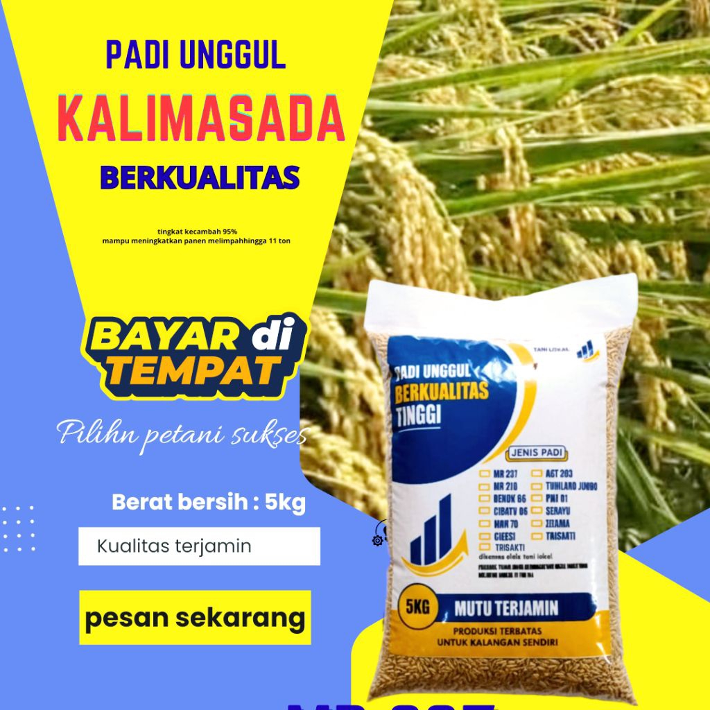 BENIH PADI KALIMASADA KEMASAN 5KG