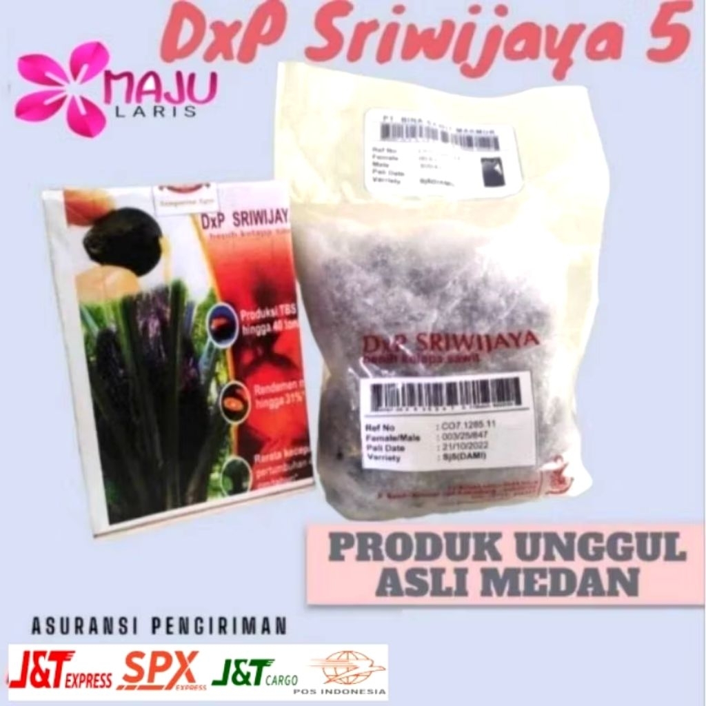 BENIH KECAMBAH SRIWIJAYA 5 & 6 original