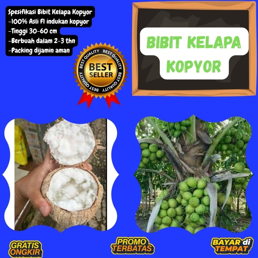 DIJAMIN ASLI  Pohon Kelapa Kopyor Kultur Jaringan, Pohon Kelapa Kopyor Madu