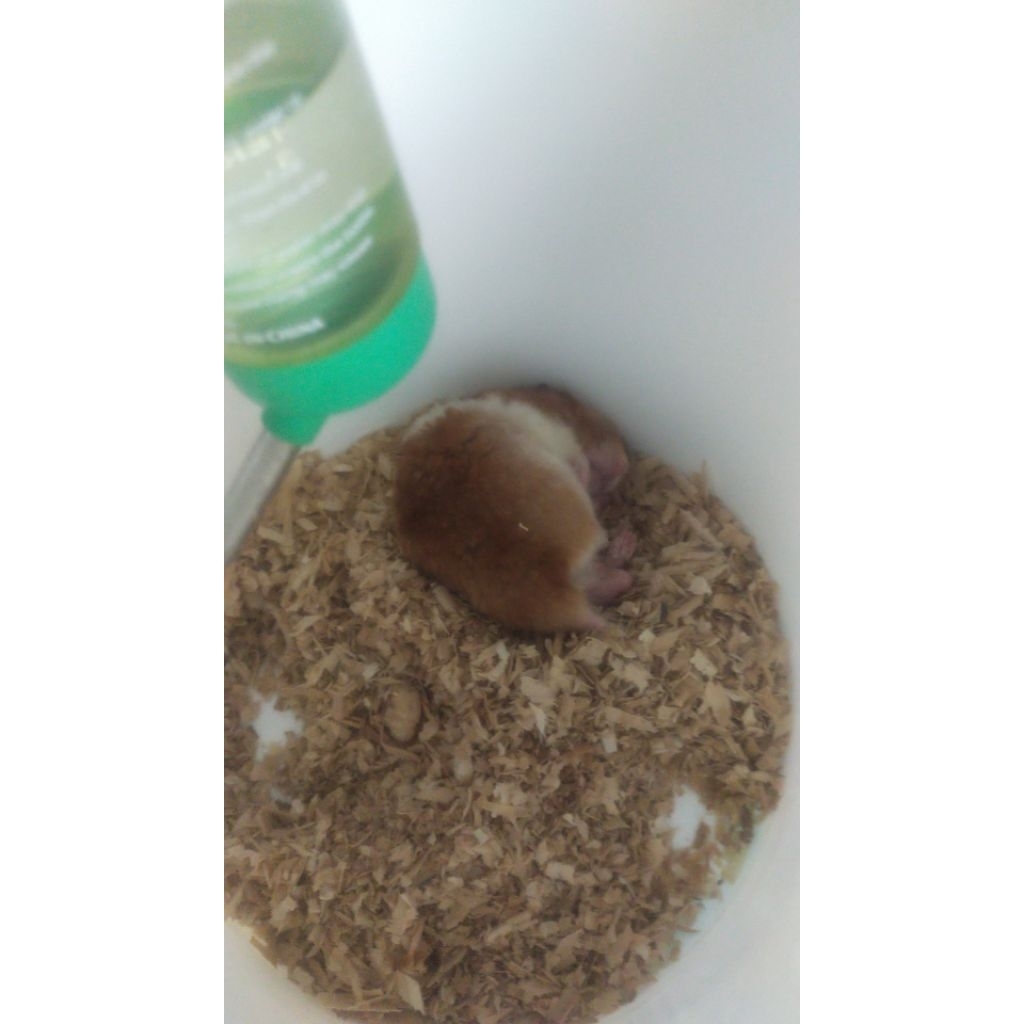 indukan hamster syrian