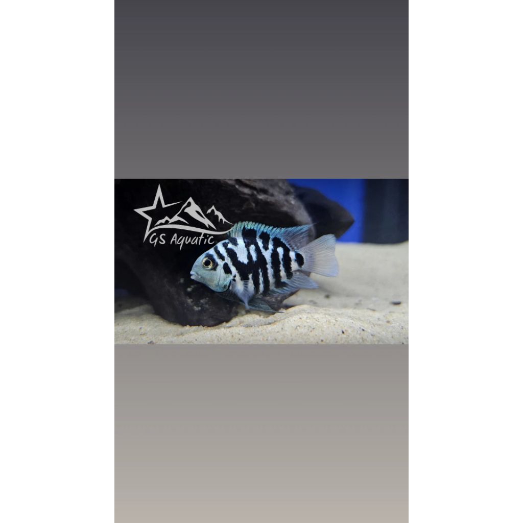 Hiasan Aquarium Blue Polar Cantik/ikan biru polar/ikan biru