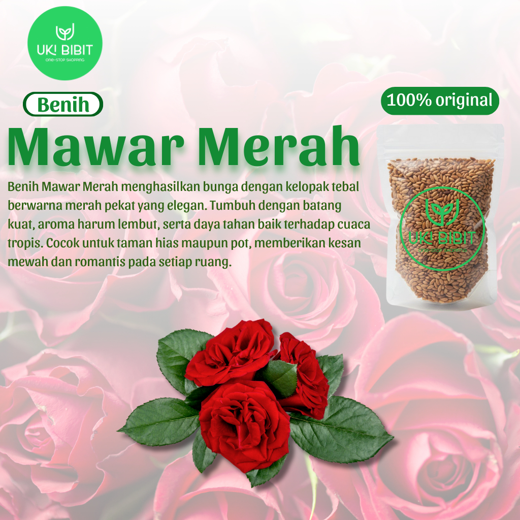 ( 10 Butir ) Benih Biji Bunga Mawar Merah | Mawar Kuning | Mawar Hitam