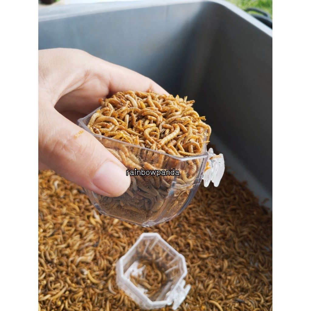 ULAT HONGKONG PAKAN BURUNG PAKAN ARWANA PAKAN IKAN PREDATOR