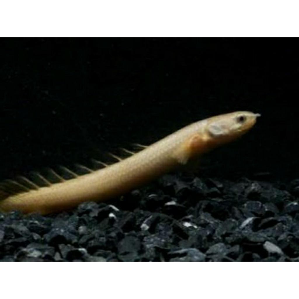 Polypterus senegalus (Palmas senegalus) size 13-15cm