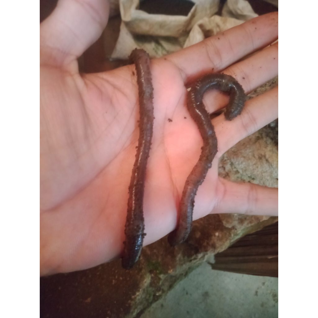 per ons 100 gram cacing kalung cacing tanah