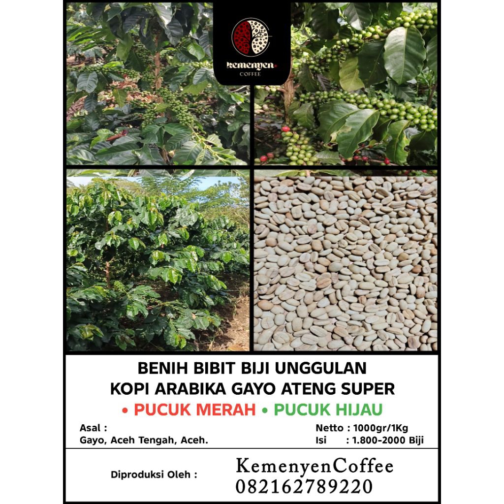 BENIH BIBIT BIJI UNGGUL KOPI ARABIKA GAYO ATENG SUPER PUCUK MERAH & PUCUK HIJAU 1KG