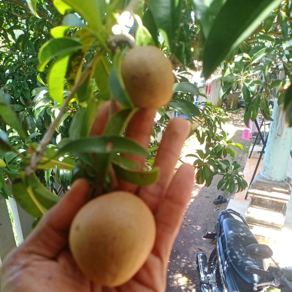 sawo muda/sawo mentah 1kg