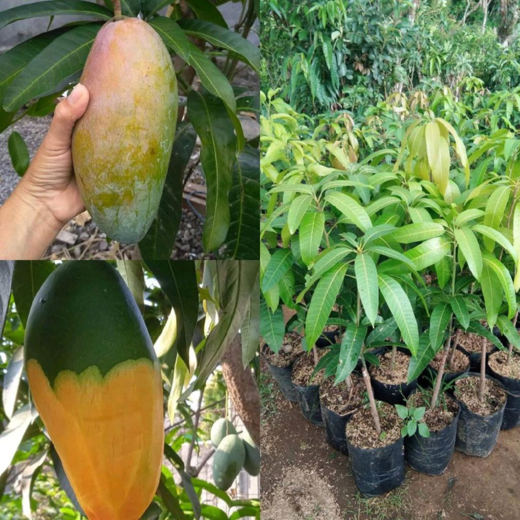 BIBIT MANGGA KIOJAY THAILAND