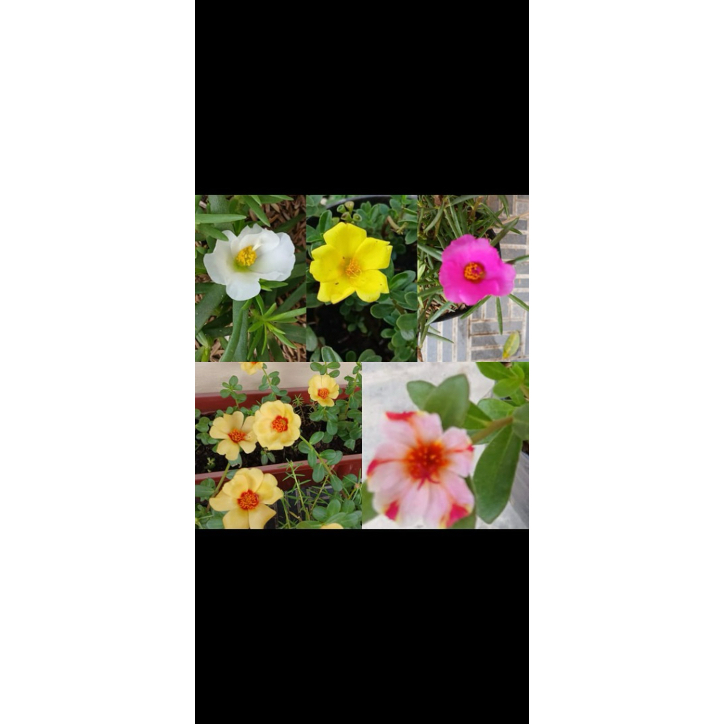 Tanaman krokot import/ bibit krokot/ bunga kamu krokot