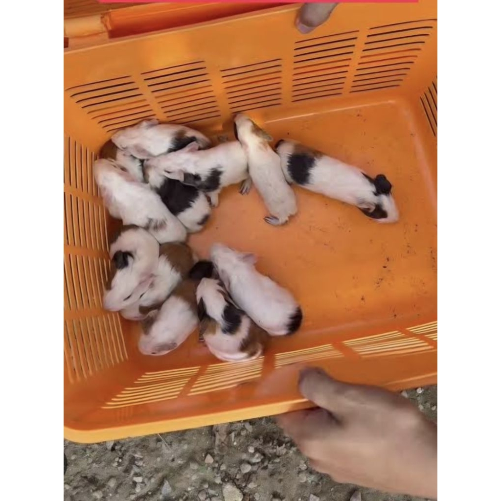 Anakan marmut lokal imut