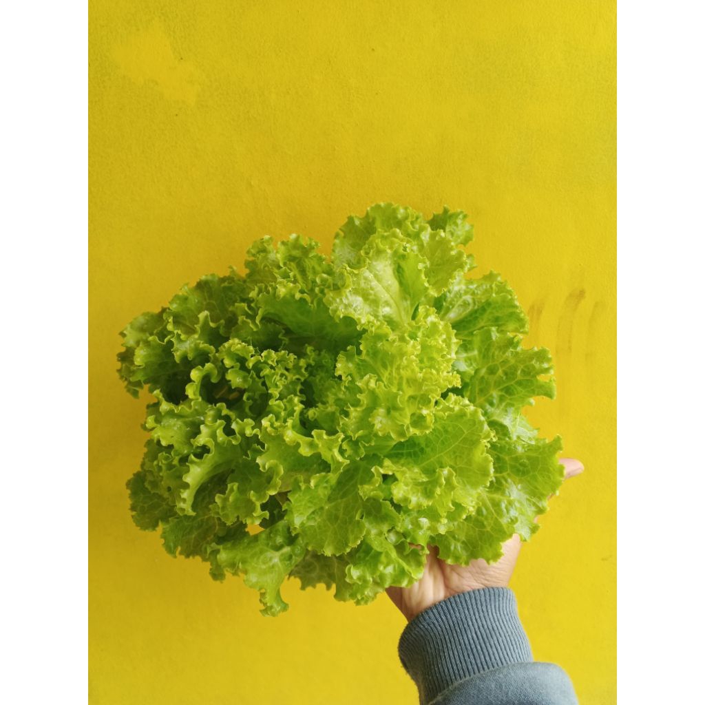 Sayur Selada Hidroponik FRESH dari Kebun