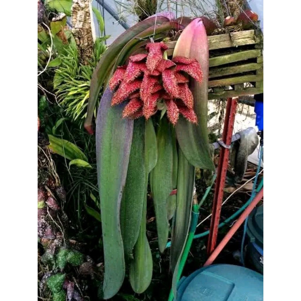 Bulbophyllum phalaenopsis,sedling