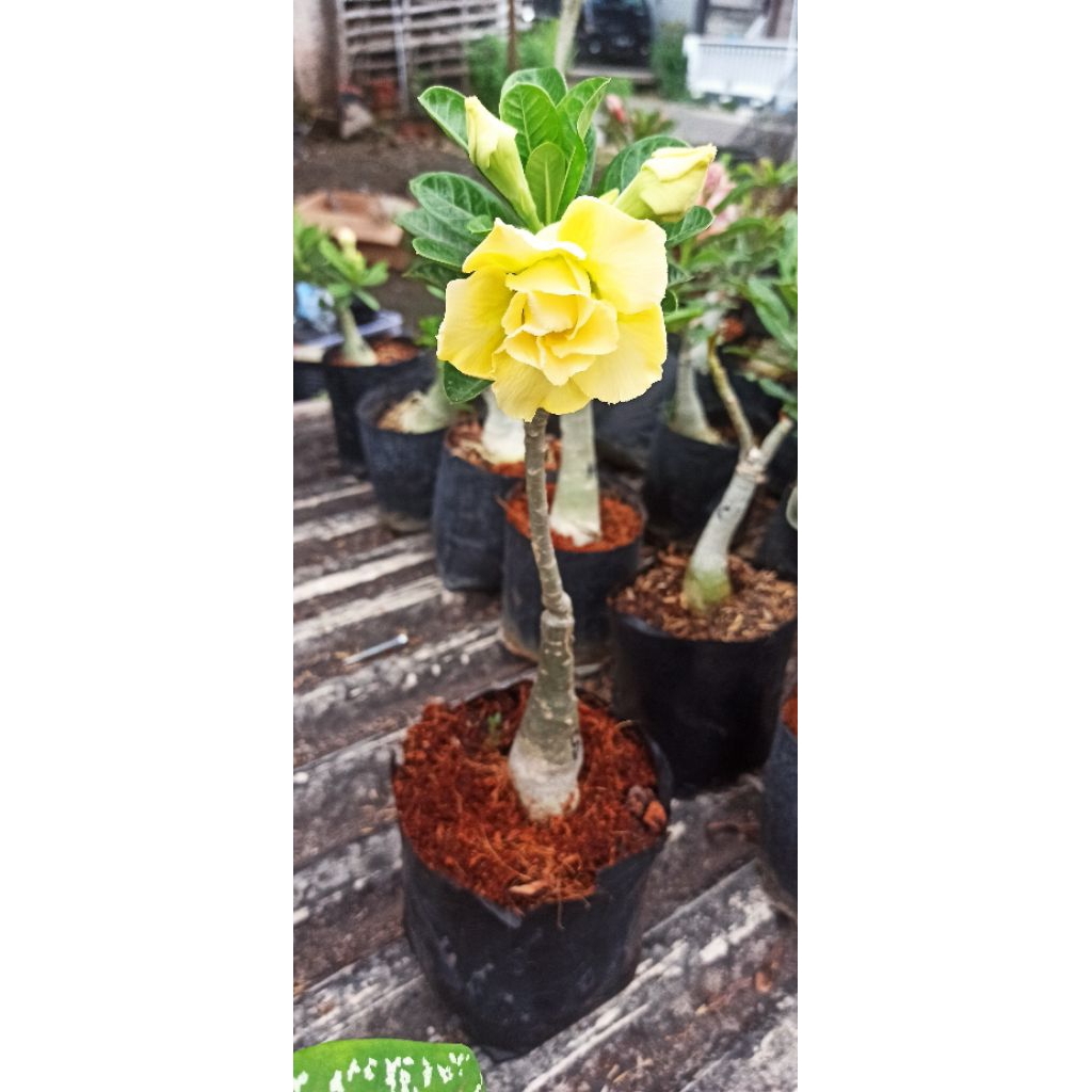 Adenium ID SNOW GOLDEN Sudah Berbunga Bunga Tumpuk