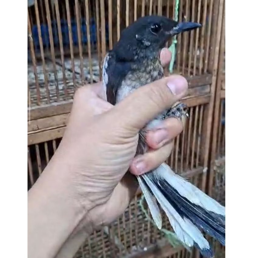 BURUNG KACER TROTOL JANTAN