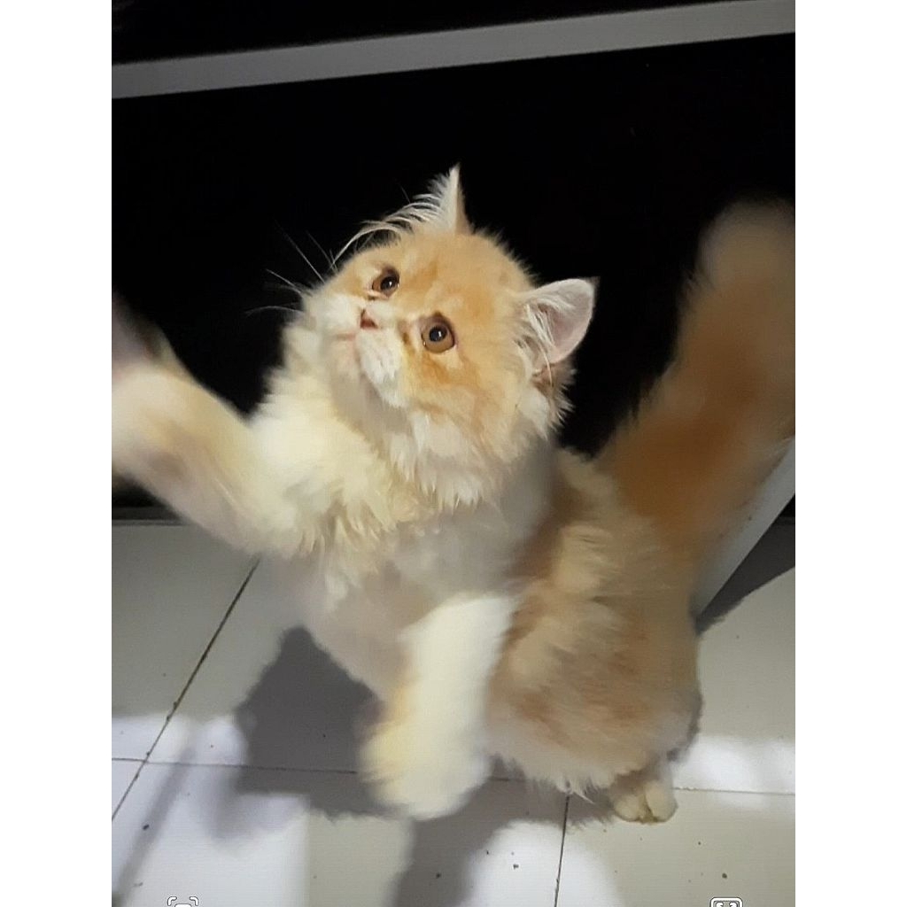 persia flatnose