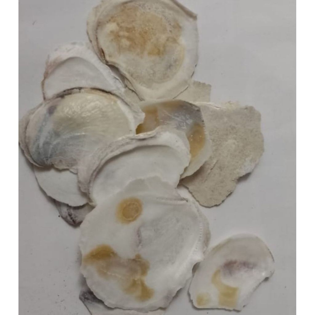 cangkang kerang tiram per 500