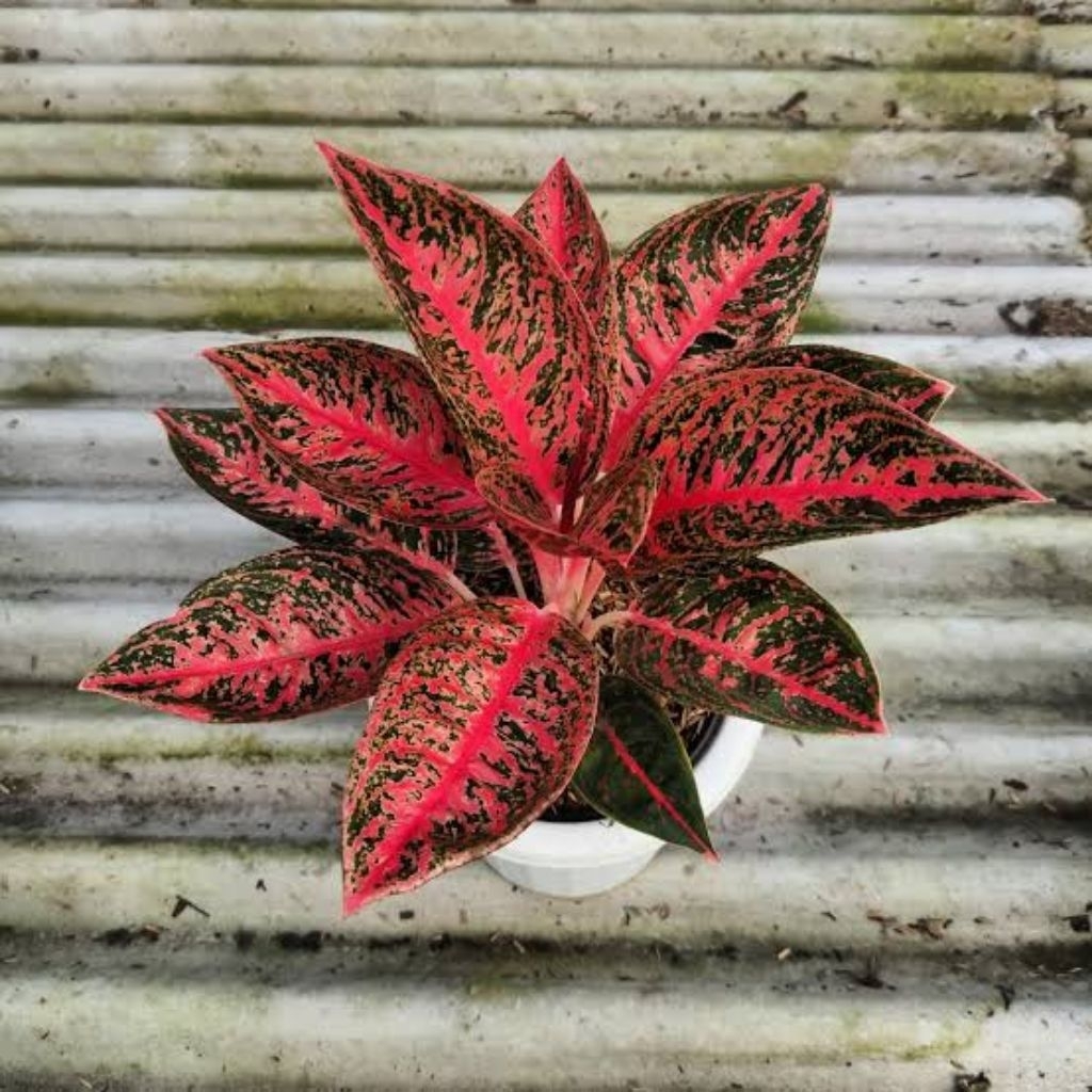 Bibit anakan aglonema reanita