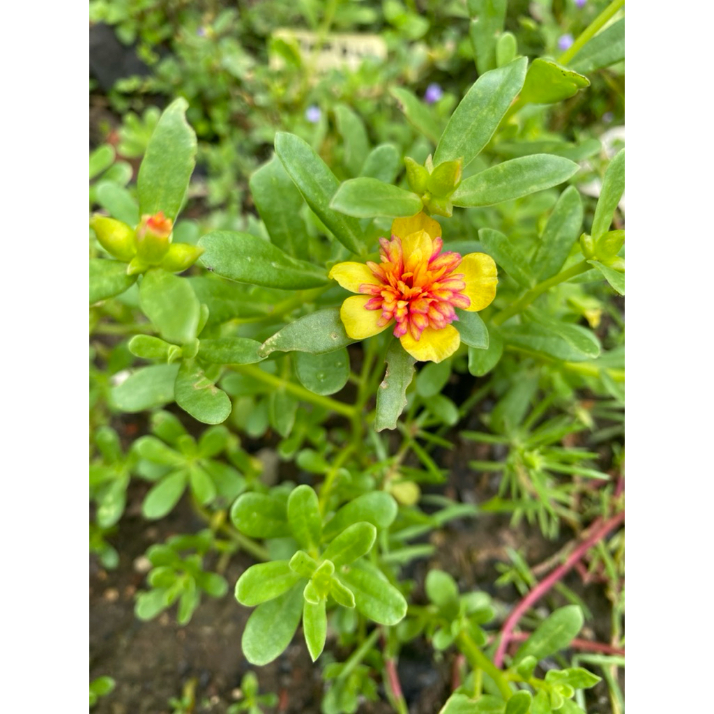 bibit bunga krokot jambul