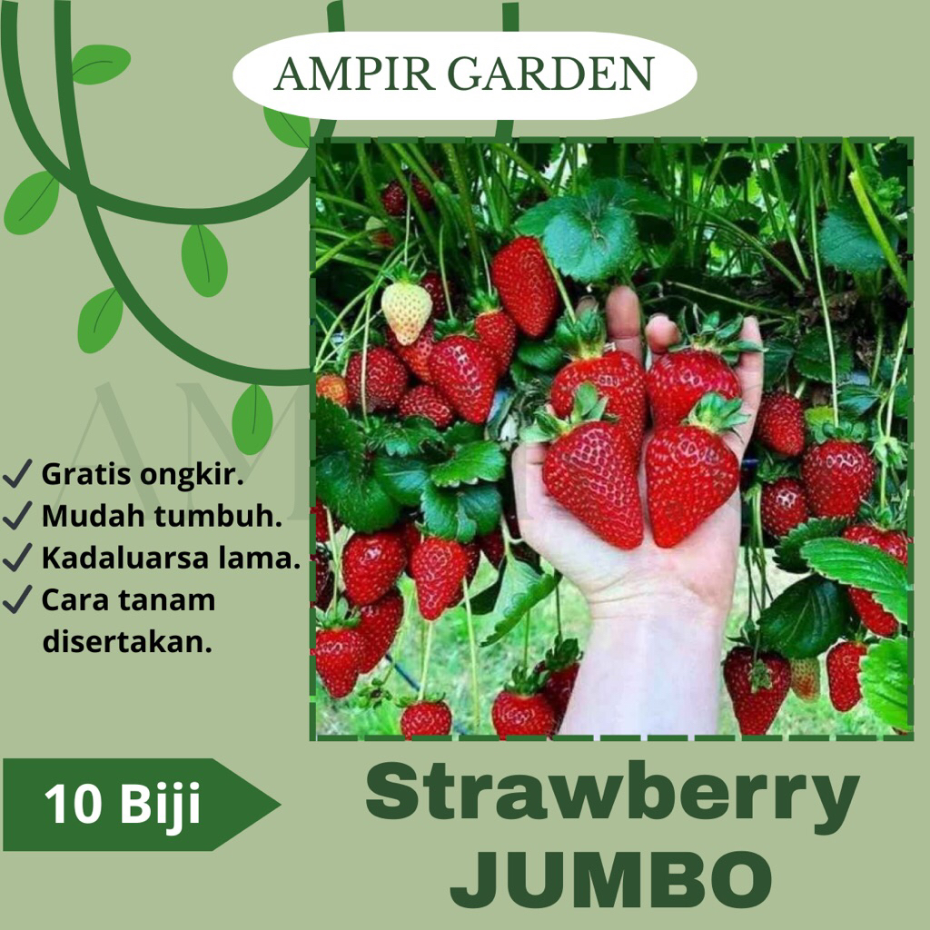 10 Biji Benih Strawberry Merah JUMBO Buah Setoberi Manis Besar Jumbo Unggulan